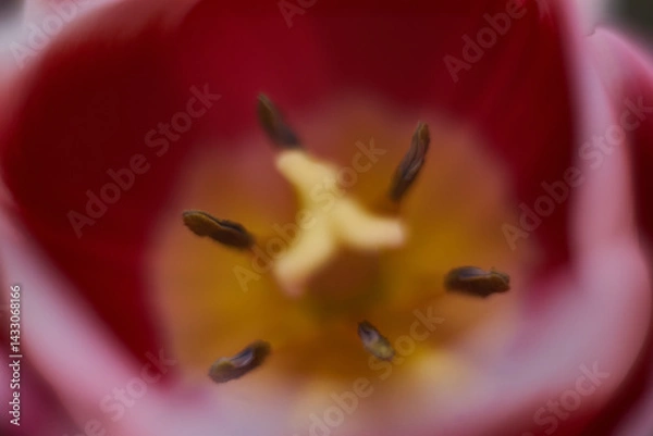 Obraz Macro close up red flower tulip