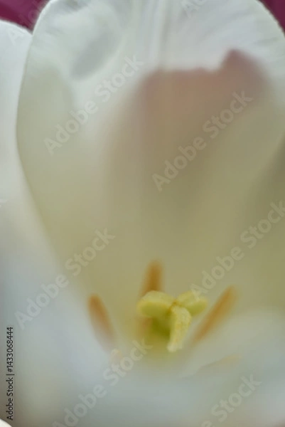 Obraz Macro close up white flower tulip