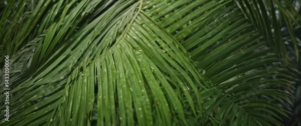 Fototapeta Close-up of a lush, green palm leaf showcasing its texture ,  organic pattern,  summer,  leaf veins