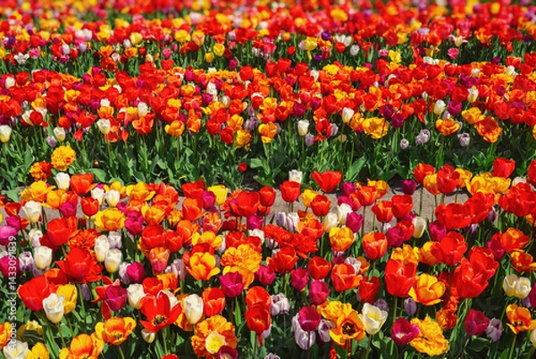 Fototapeta Tourists view famous tulip fields in the Netherlands. Beautiful tulip fields in spring