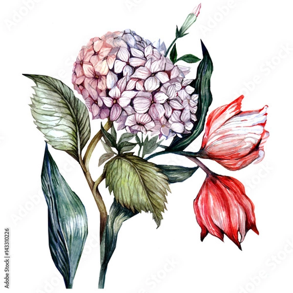 Obraz watercolor hydrangeas