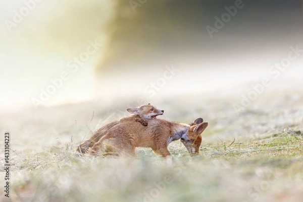 Obraz Cute pair of two red foxes playing in the field.  Horizonzally. 