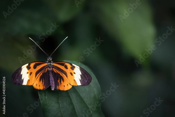 Obraz Beautiful Five-spotted longwing butterfly sitting on green leaf. All on the dark simple background. 