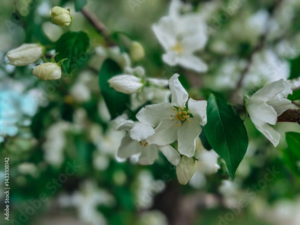 Obraz  beautiful nature