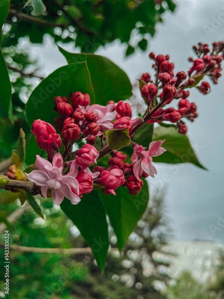 Obraz  beautiful nature