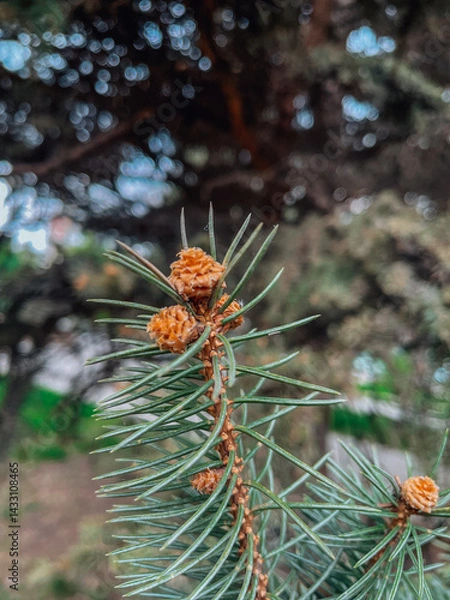 Obraz beautiful nature