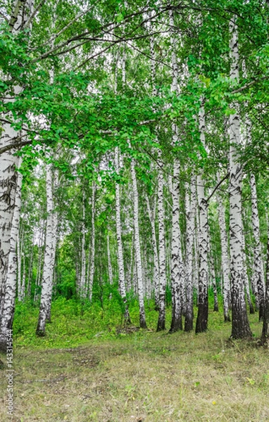 Fototapeta green birch grove