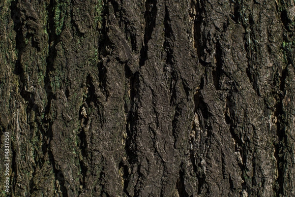 Fototapeta Tree surface texture for background and wallpaper