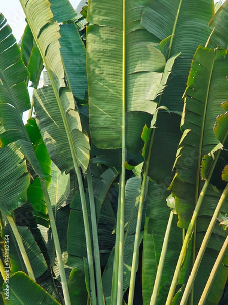 Obraz Fresh banana tree leaf background