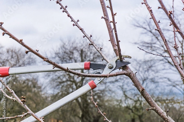 Fototapeta Closeup of spring pruning of fruit trees.