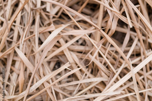 Obraz Verdörrtes Stroh am Boden