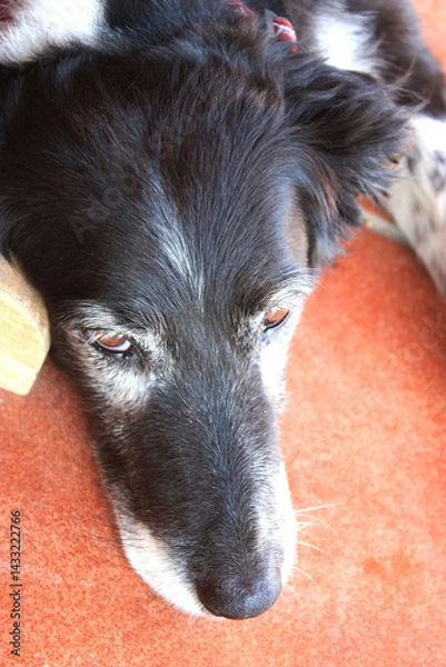 Fototapeta Muzzle of a black dog