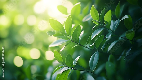 Fototapeta Fresh green leaves shine in the sunlight creating a tranquil scene in nature Greenery evokes a sense of peace.