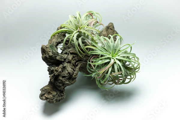 Obraz flower,background,close up