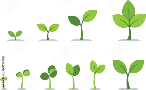 Fototapeta Green plant growth stages vector illustration with progressive leaf development and sprouting 