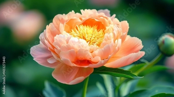 Obraz an orange peony-like mountain flower glowing in sunset light, layered petals, warm soft tones, macro shot, vertical botanical photo
