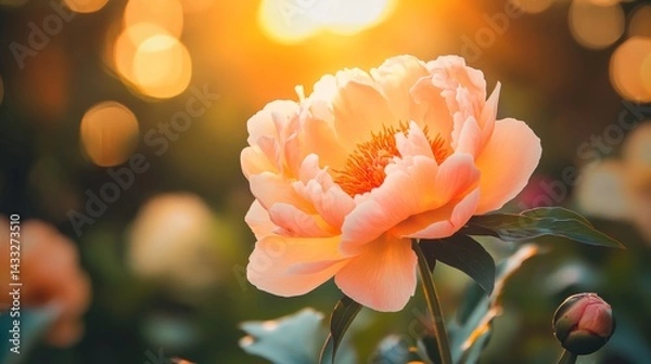 Obraz an orange peony-like mountain flower glowing in sunset light, layered petals, warm soft tones, macro shot, vertical botanical photo