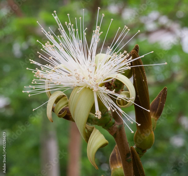 Fototapeta Beautiful close-up of bombax ellipticum