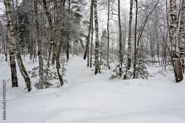 Fototapeta Snow piled up between the birches and pines