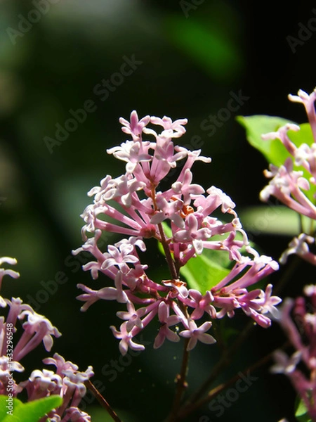 Fototapeta ヒメライラック