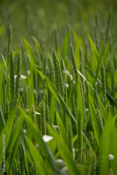 Fototapeta Young Wheat Spikes in Spring Sunlight | Detail of a Vibrant Green Grain Crop