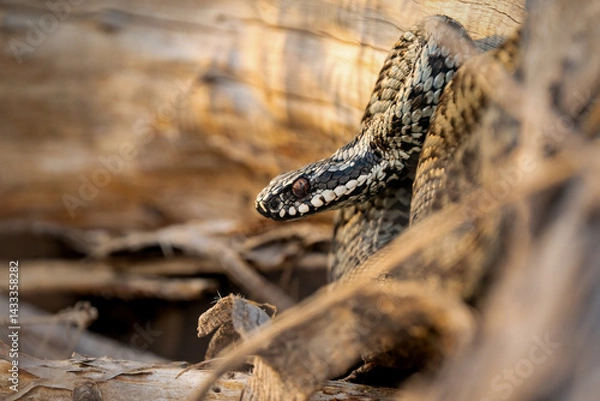Obraz 
Common European adder (Vipera berus) basking on an abandoned landfill in the Czech Republic. Close-up of a venomous wild snake in natural habitat.