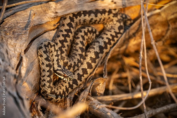 Obraz 
Common European adder (Vipera berus) basking on an abandoned landfill in the Czech Republic. Close-up of a venomous wild snake in natural habitat.