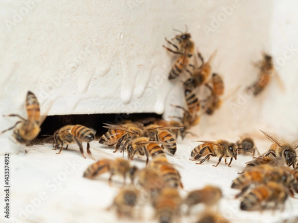 Fototapeta Bees in a beehive on a natural farm