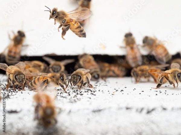Fototapeta Bees in a beehive on a natural farm