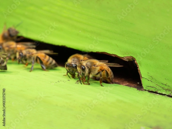 Fototapeta Bees in a beehive on a natural farm