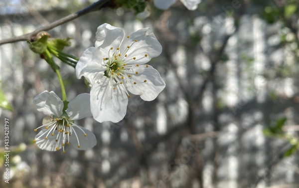 Obraz White large petals open cherry blossoms with each warm ray of sunlight. The flowering phase of pollination to create cherry berries in the orchard