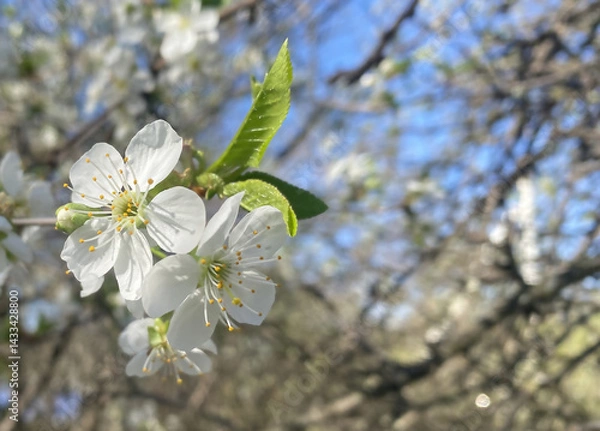 Obraz White large petals open cherry blossoms with each warm ray of sunlight. The flowering phase of pollination to create cherry berries in the orchard