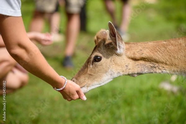 Fototapeta Close-up of Human Hands with Food feeding a Deer