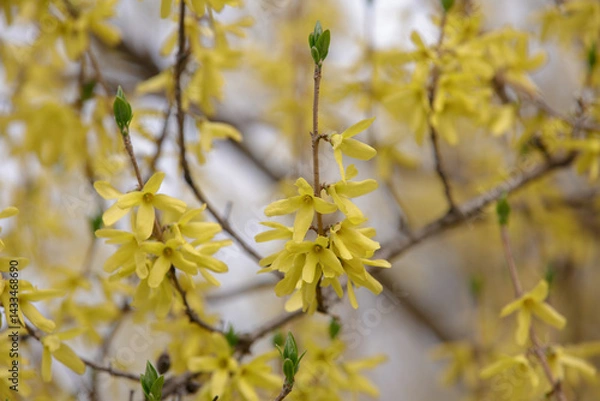 Fototapeta Forsythia beautiful shrub. Easter tree flowers. Yellow blooming Forsythia flowers in spring close up. Forsythia branch with flowers
