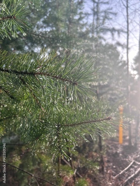 Obraz Pine needles with dewdrops in sunlit forest.