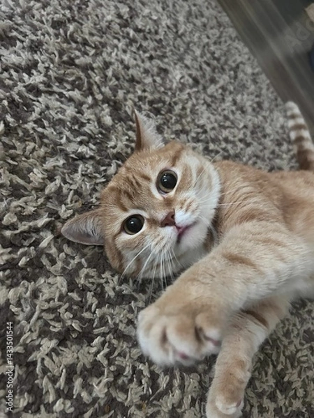 Obraz Playful ginger cat on textured carpet
