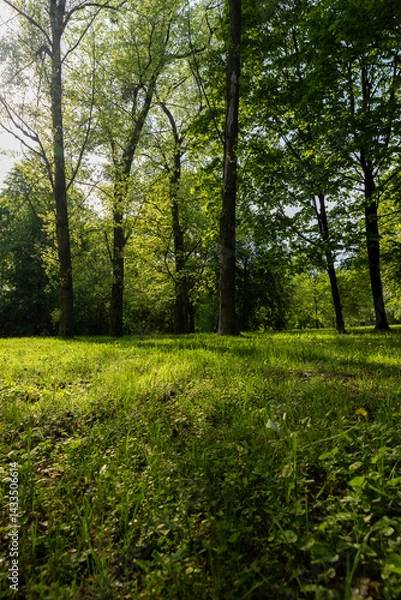 Fototapeta landscape in the park with green grass and green foliage of maple trees