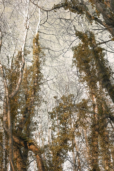 Fototapeta An autumn forest landscape of tall trees and sky