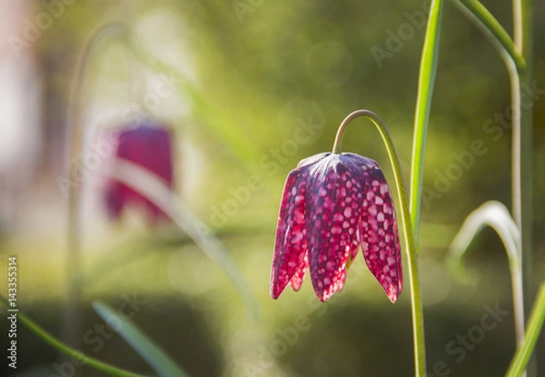 Fototapeta kivietsbloem