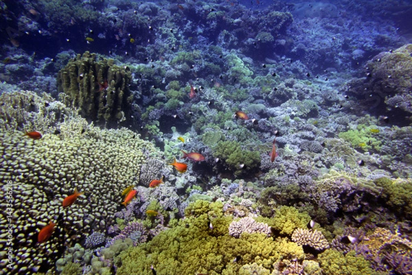 Obraz Coral Reef in the Red Sea with Lyretail Anthias, Red Sea. Egypt