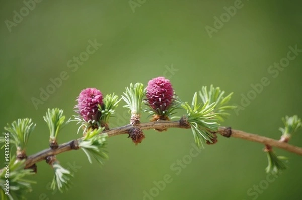 Obraz Modrzew europejski kwiaty