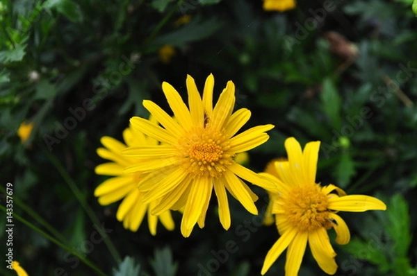 Obraz flores amarillas