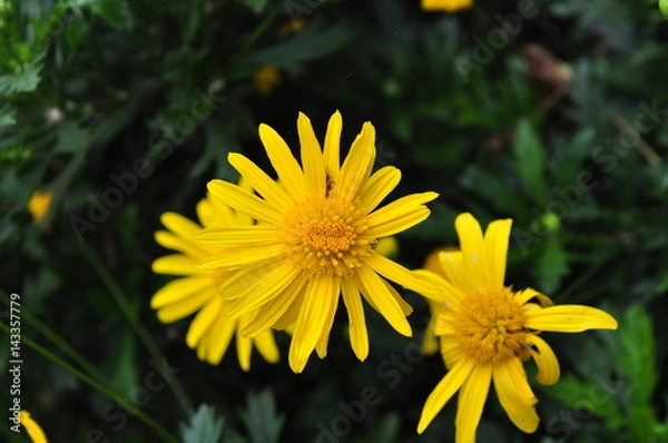 Obraz flores amarillas