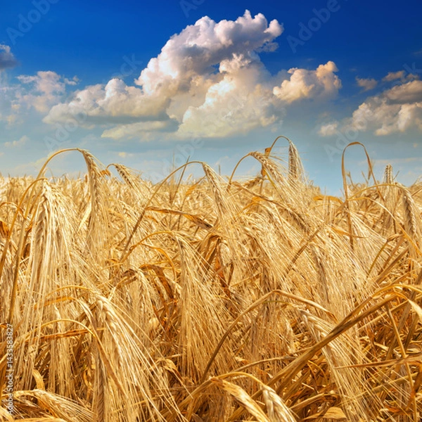 Fototapeta Golden Field with wheat harvest against a blue cloudy sky