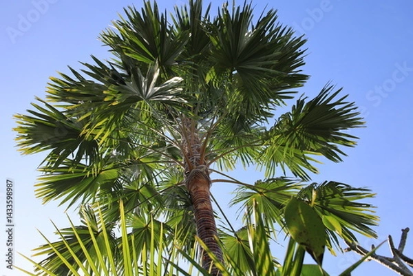 Fototapeta Tall palm tree with green leaves is in the middle of a blue sky. The tree is the main focus of the image, and it is thriving in the sunlight