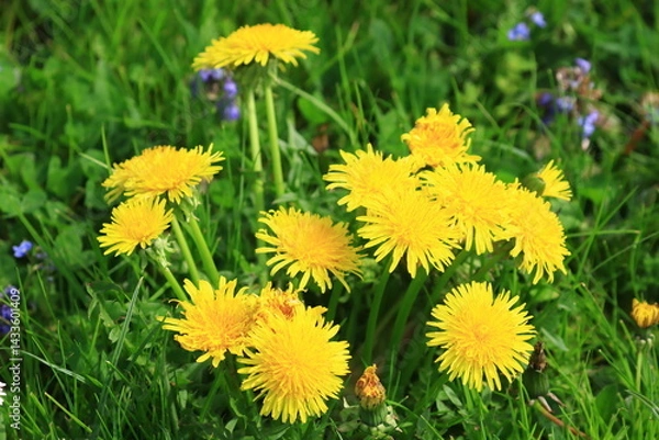 Fototapeta Beautiful yellow dandelions on meadow in spring