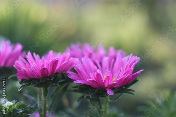 Obraz purple flowers