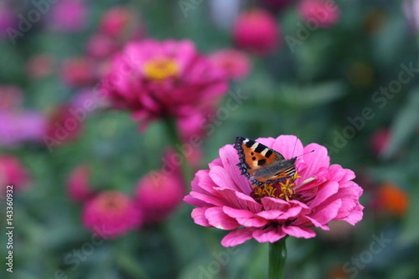 Obraz Butterfly on a flower