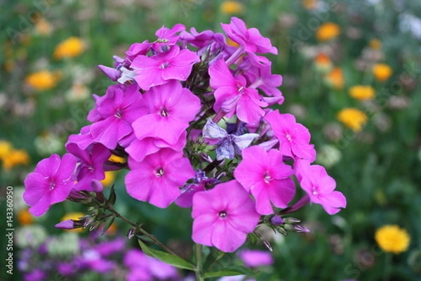 Obraz purple flowers