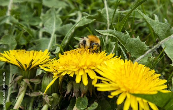 Obraz Hummel auf Löwenzahn 1